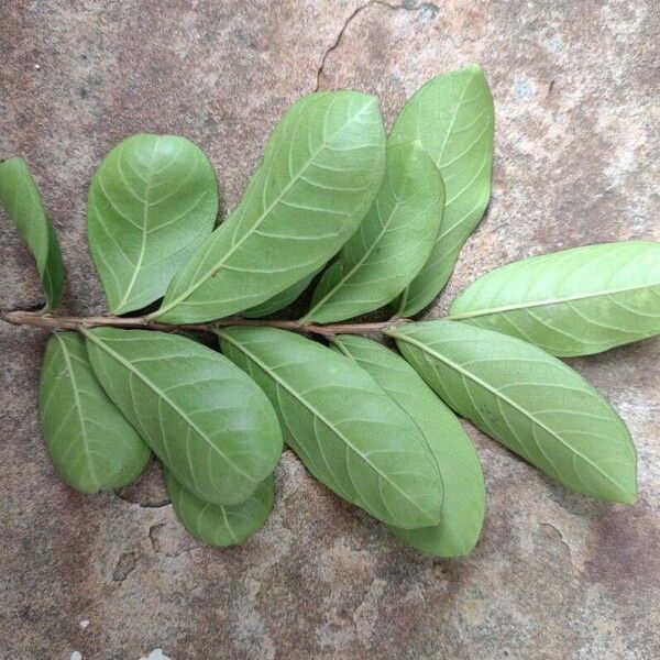 Psidium guineense برگ