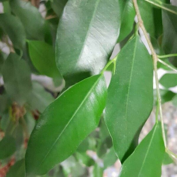 Ficus benjamina Fuelha