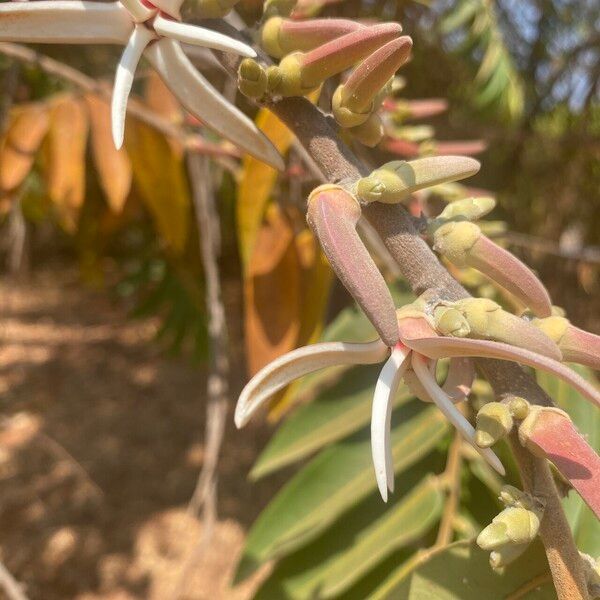 Xylopia aromatica Blomst