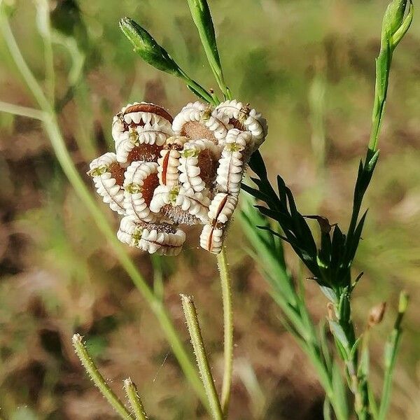 Tordylium apulum Lorea