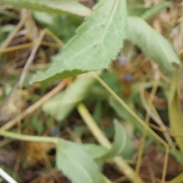 Veronica spicata Yaprak