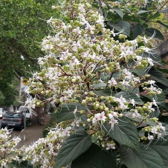 Clerodendrum infortunatum फूल