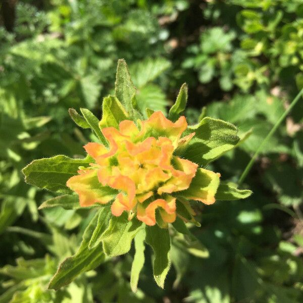 Castilleja affinis Cvet