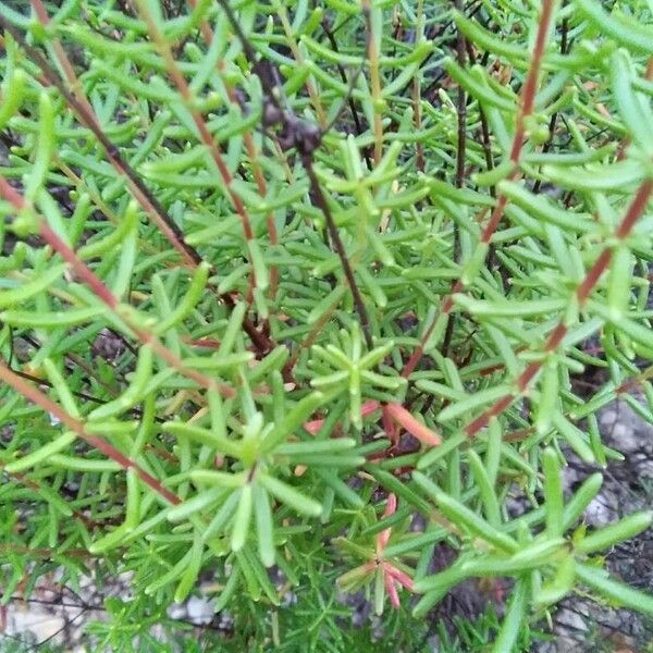 Hypericum empetrifolium Leaf