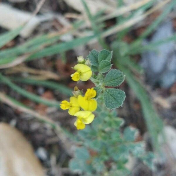 Medicago littoralis Blodyn