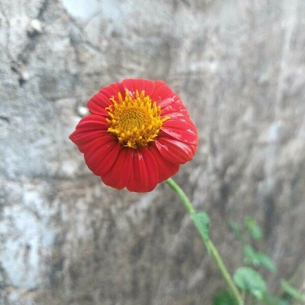 Tithonia rotundifolia Cvet