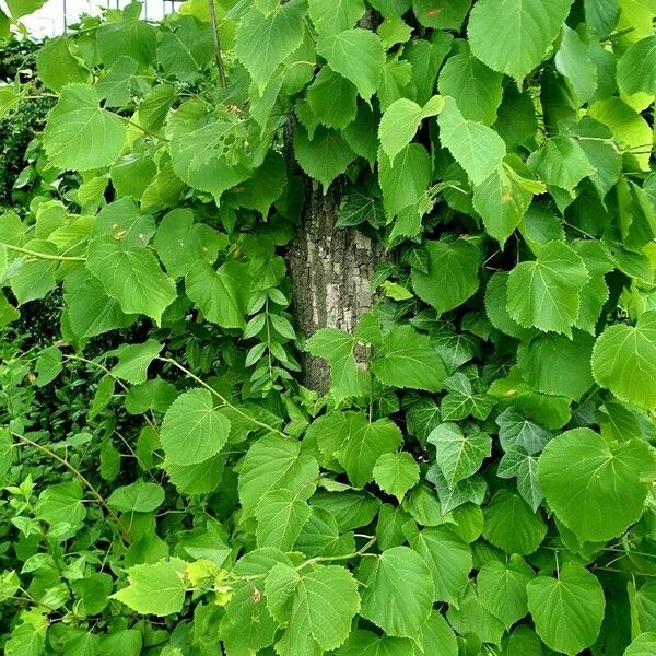 Tilia platyphyllos 整株植物