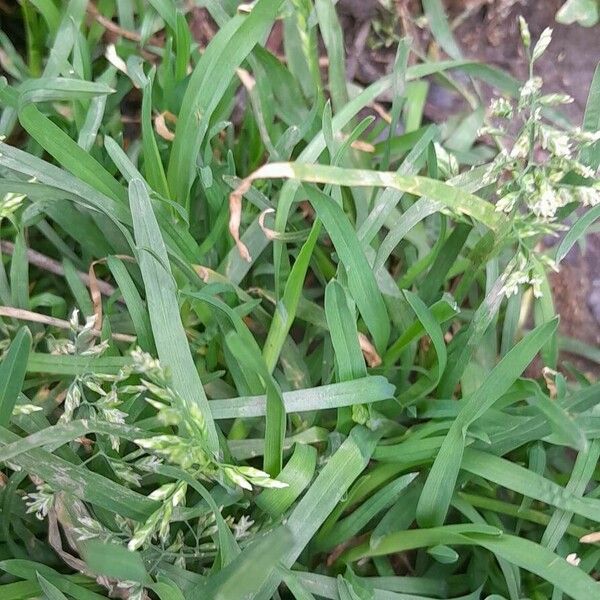 Poa annua Folla