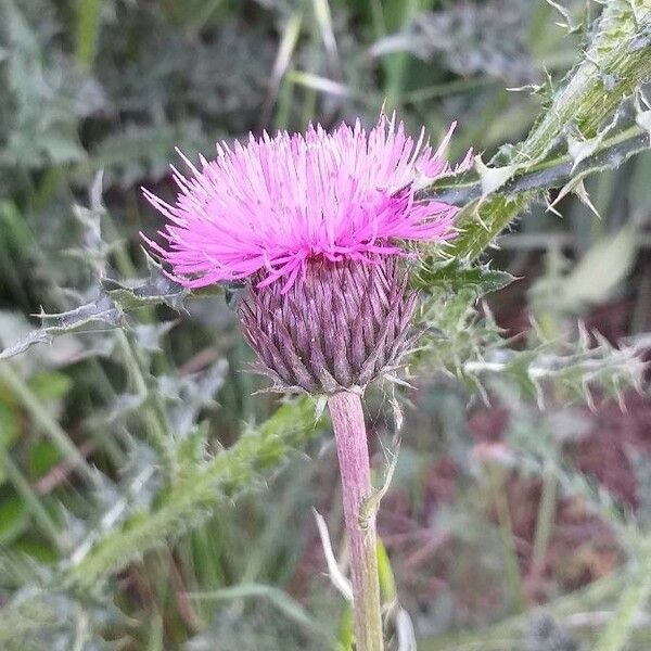 Carduus nigrescens Blomst