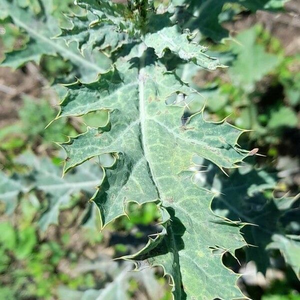 Argemone subfusiformis Leaf