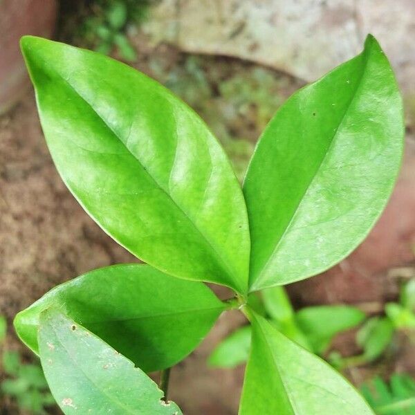 Pereskia aculeata পাতা