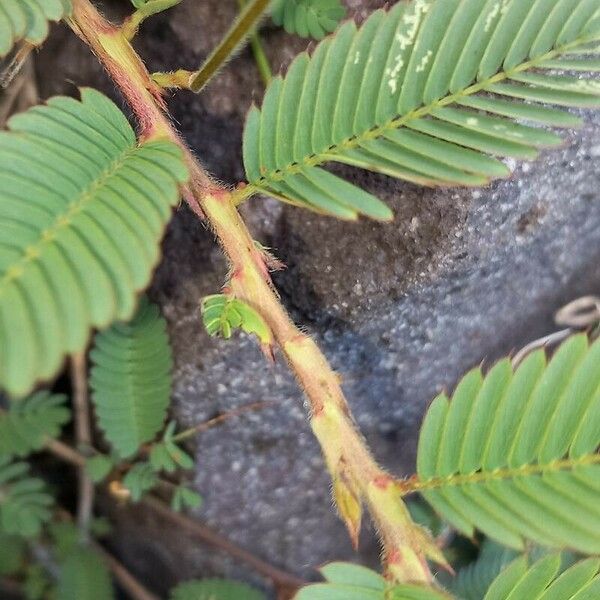 Chamaecrista nictitans Leaf