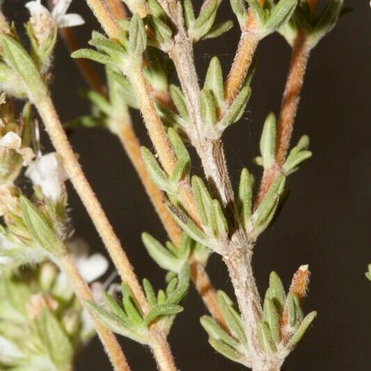 Thymus baeticus Sonstige