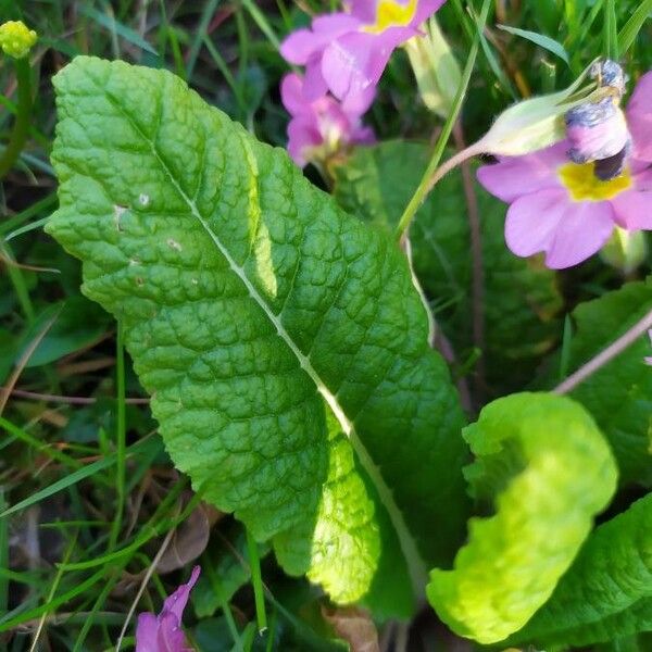 Primula vulgaris ഇല