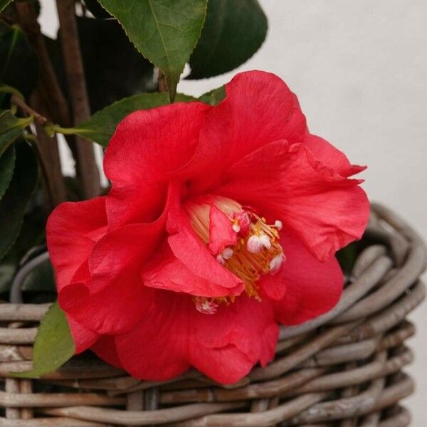 Camellia sasanqua Blodyn