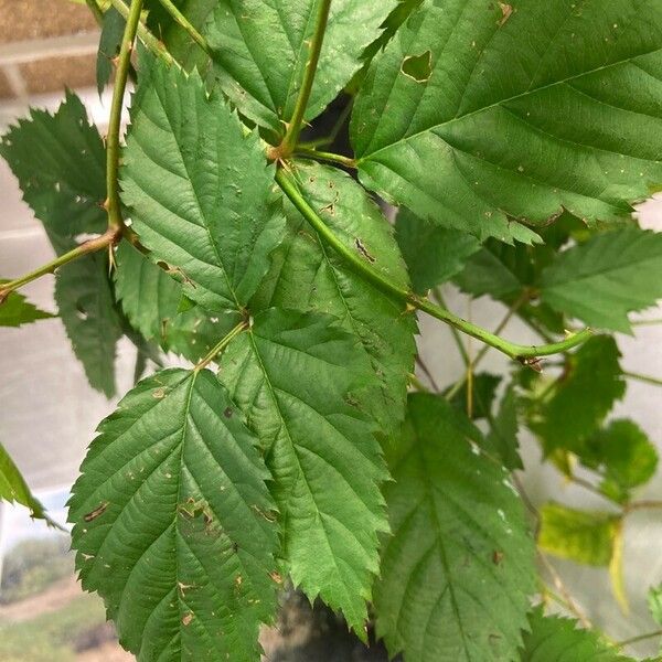 Rubus sulcatus Leaf