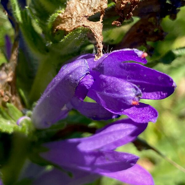 Campanula spicata Fleur