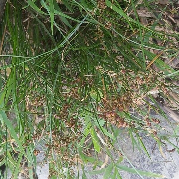 Juncus compressus Floare