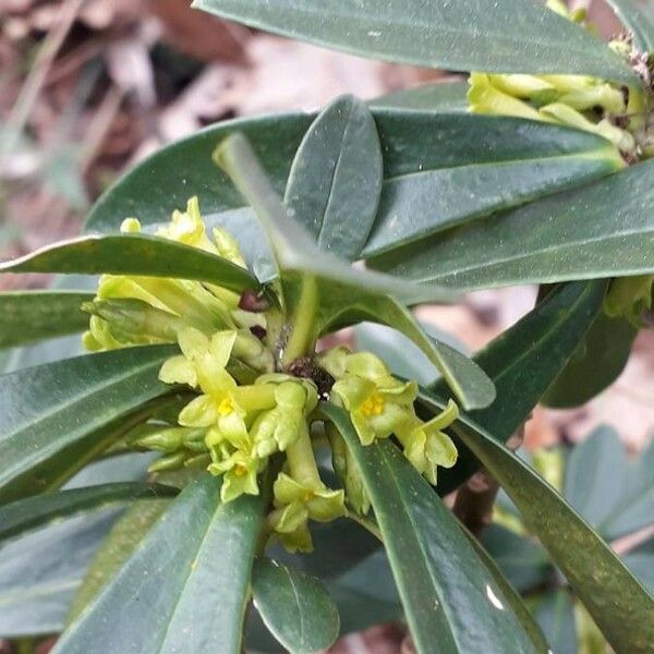 Daphne laureola Λουλούδι