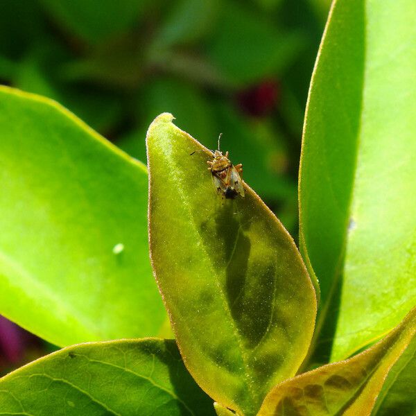 Bougainvillea glabra Folio