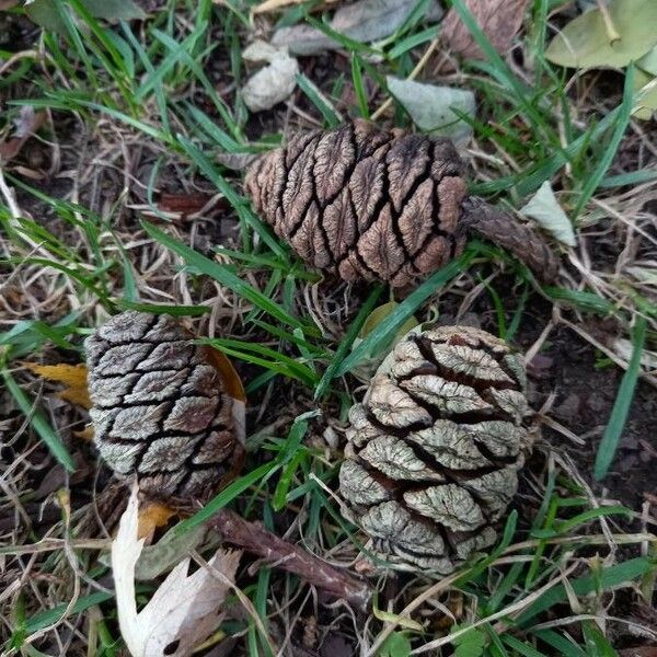 Sequoiadendron giganteum Fruit