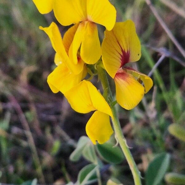 Crotalaria verdcourtii फूल