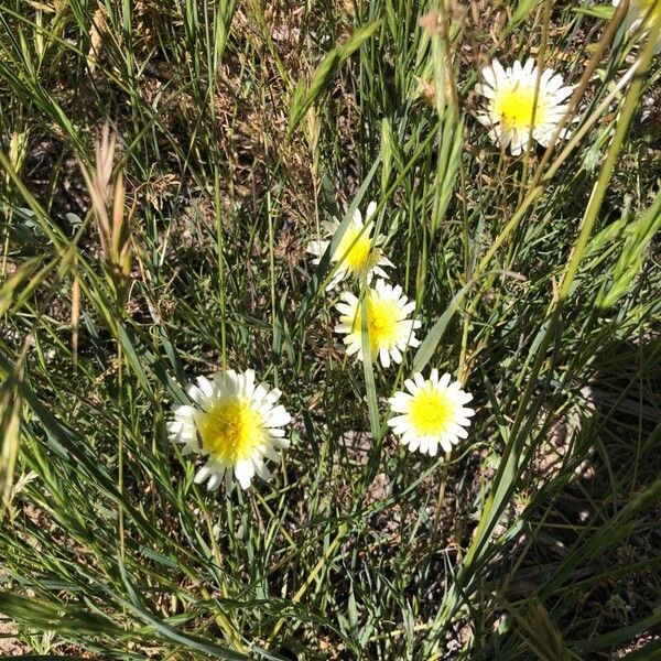 Malacothrix californica Blüte