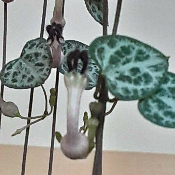 Ceropegia woodii Flower