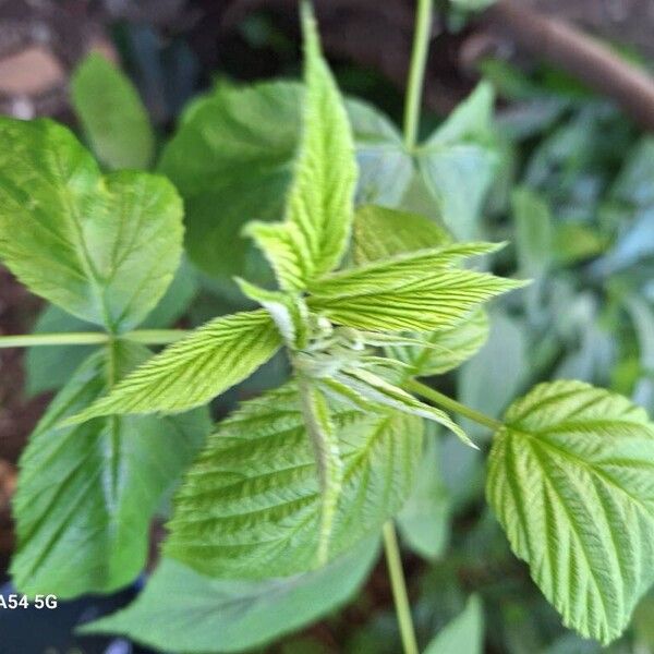 Rubus occidentalis Blatt