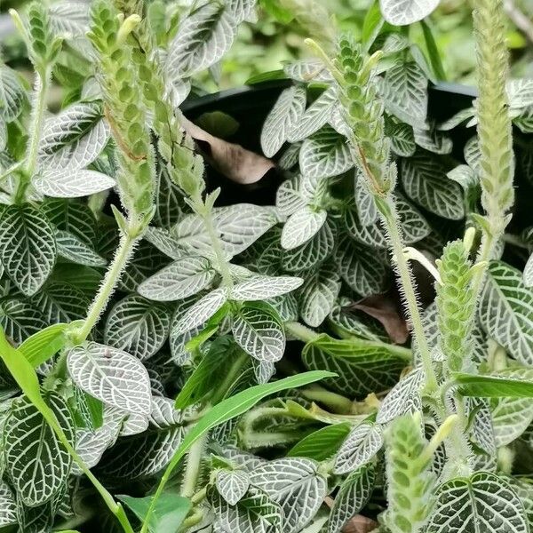 Fittonia albivenis Leaf