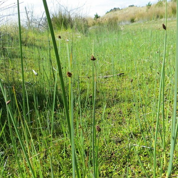 Schoenoplectus pungens Habitat