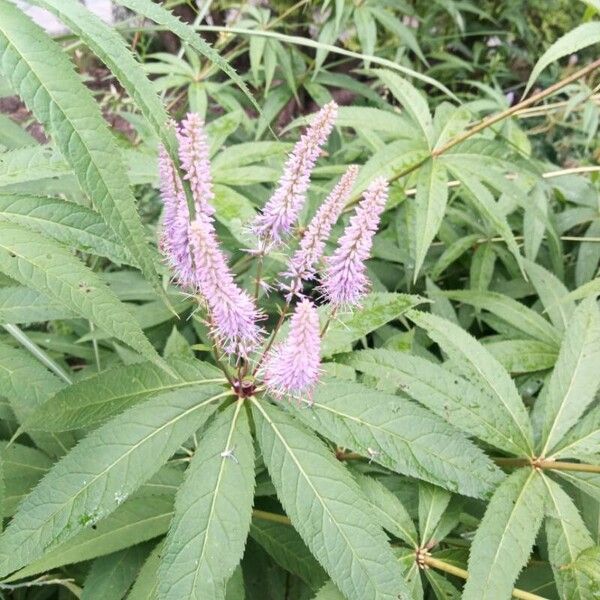 Veronicastrum virginicum Blomma