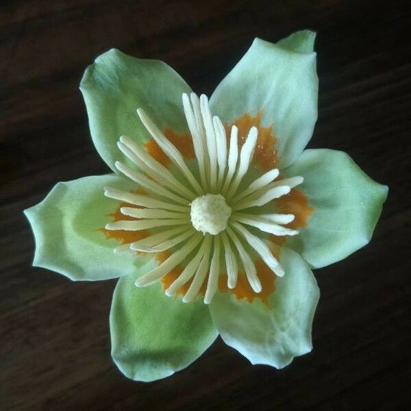 Liriodendron tulipifera Flor