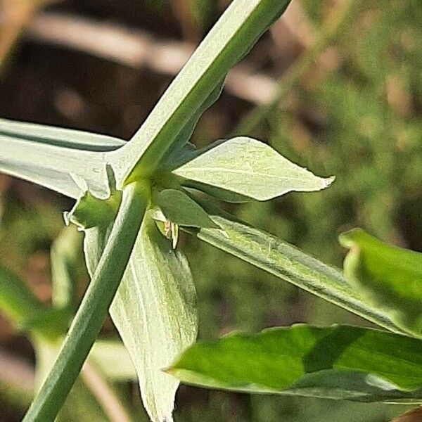 Lathyrus tingitanus Leaf