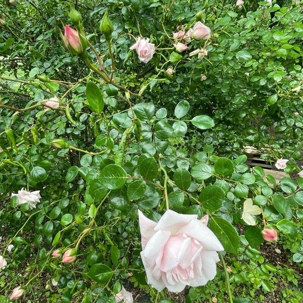 Rosa lucieae Flower