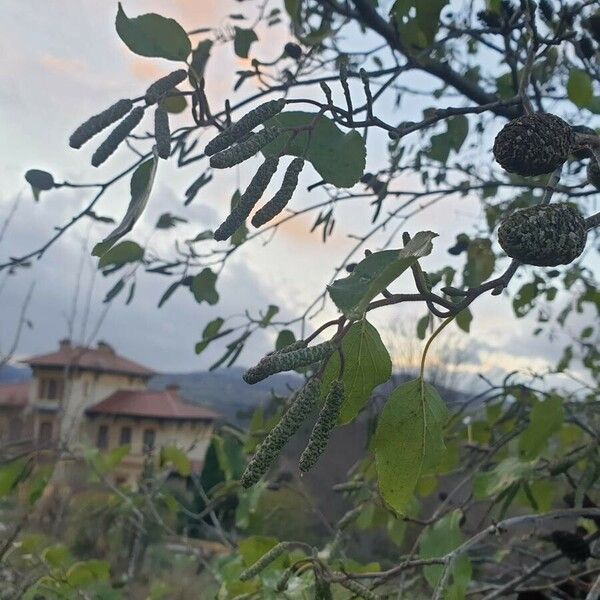 Alnus cordata Fruit