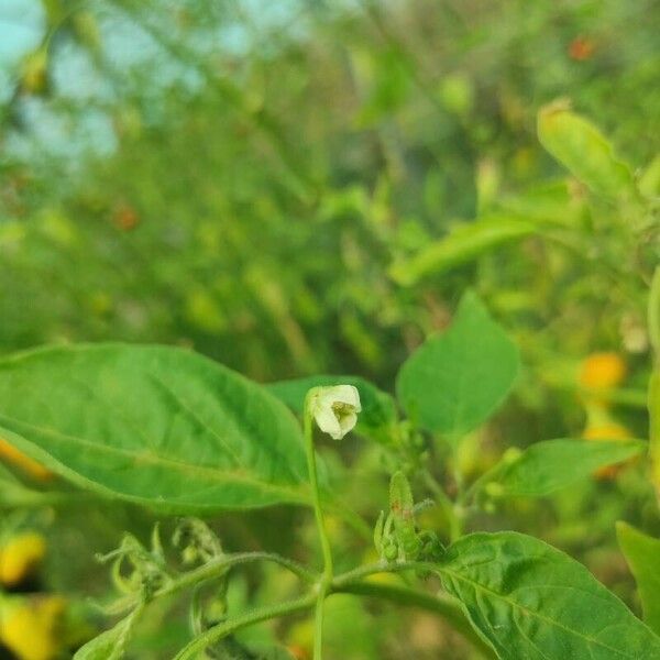 Capsicum baccatum Virág