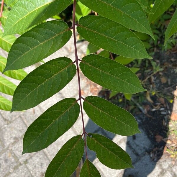 Ailanthus altissima 叶