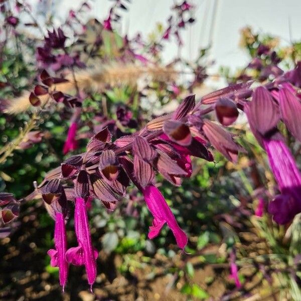 Salvia involucrata Cvet