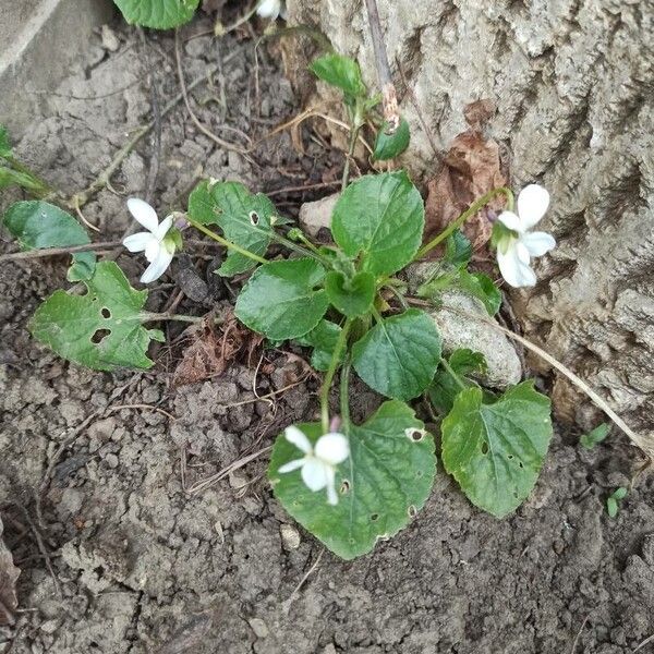 Viola alba Foglia