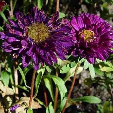 Callistephus chinensis Flower