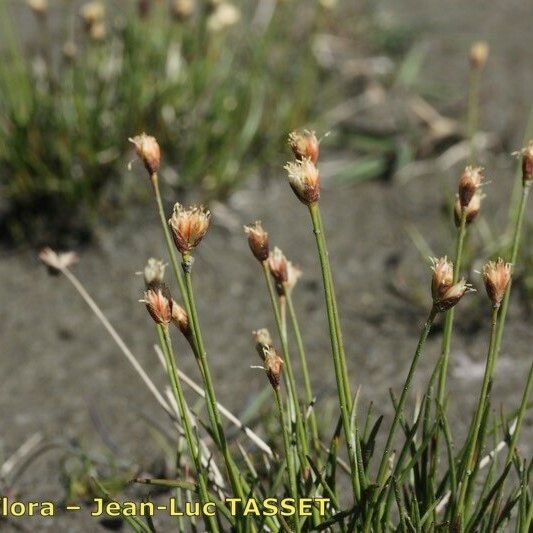 Juncus triglumis Elinympäristö