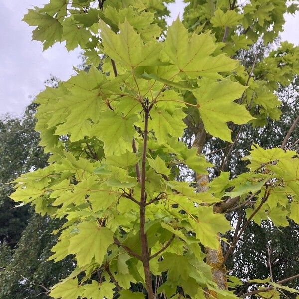 Acer saccharum Feuille