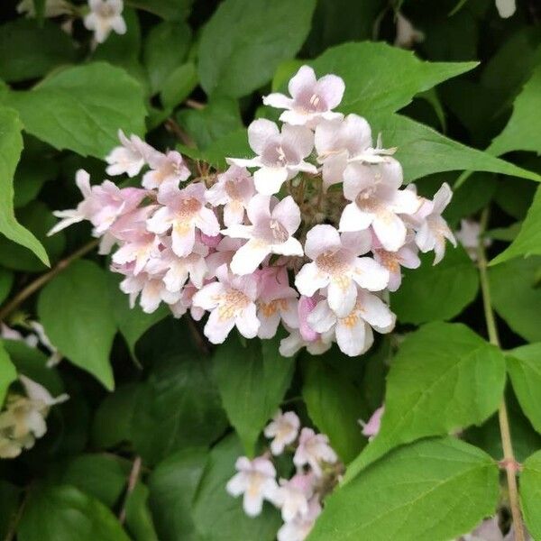 Kolkwitzia amabilis Flower