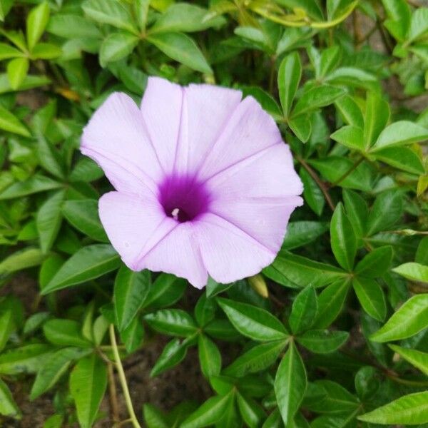 Ipomoea cairica Blüte