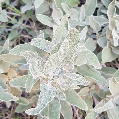 Phlomis purpurea Листок