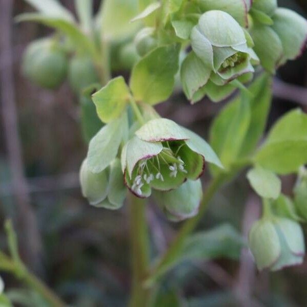 Helleborus foetidus 花