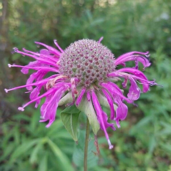 Monarda fistulosa Flower