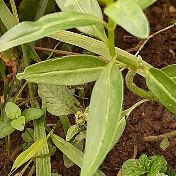 Oldenlandia corymbosa Frunză