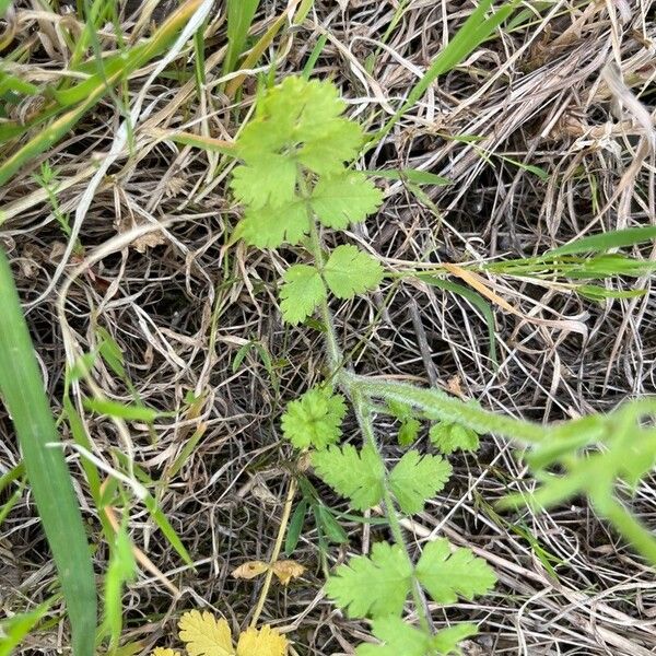 Tordylium apulum Leaf